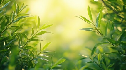Lush green foliage bathed in sunlight.