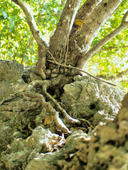 Fototapete bei efototapeten.de bestellen   