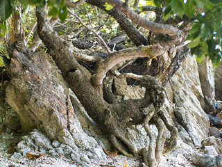 Trees grow on the rocks on the beach.