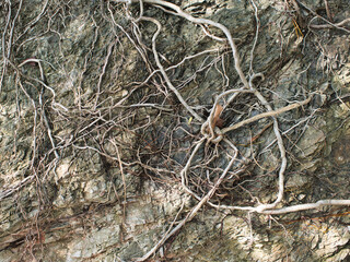 Trees grow on the rocks on the beach.