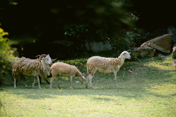 herd of sheep in a field