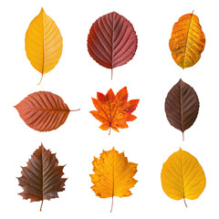 Fototapeta premium Vibrant Autumn Leaves Collection Featuring Various Colors and Shapes, isolated on transparent background.