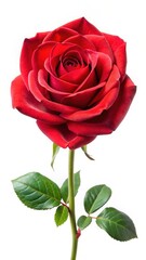 A bright red rose in full bloom on a white background