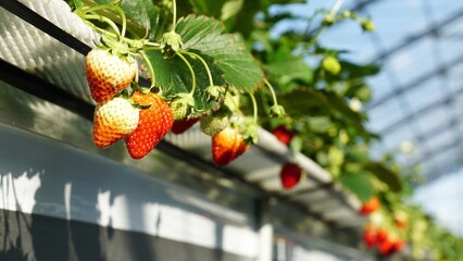 Strawberry farm during spring season. 