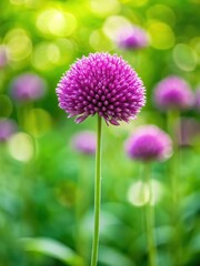 Fototapeta premium A delicate purple flower with a long stem and leaves in a lush green garden