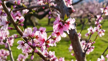 Plum flower in the garden. 