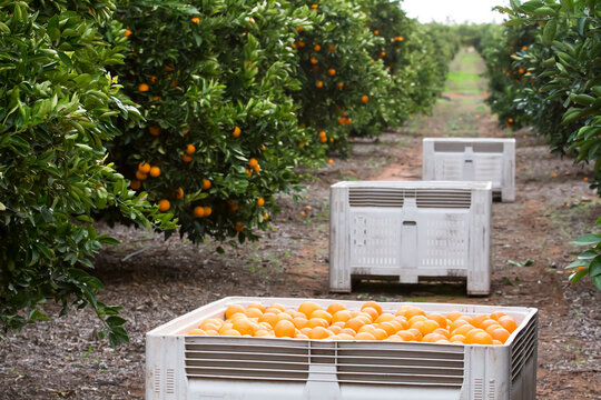 Navel oranges with bins and trees in background