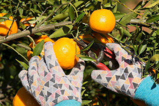 Picking mandarins with pruner while wearing gloves