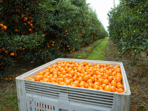 mandarins in bin with trees in background