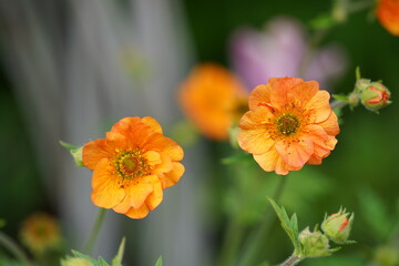 Fototapeta premium Orange Flower in Bloom 