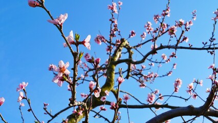 Plum flowers during spring season. 