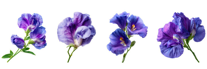 Set of Butterfly pea flower or violet flower isolated on a transparent background