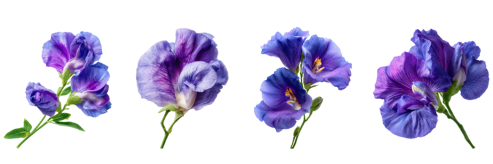 Set of Butterfly pea flower or violet flower isolated on a transparent background