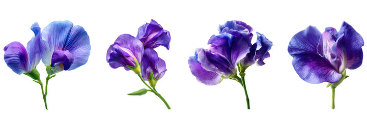 Set of Butterfly pea flower or violet flower isolated on a transparent background