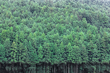 静岡県浜松市の天竜区に広がる「天竜美林」と呼ばれるスギ・ヒノキの人工林