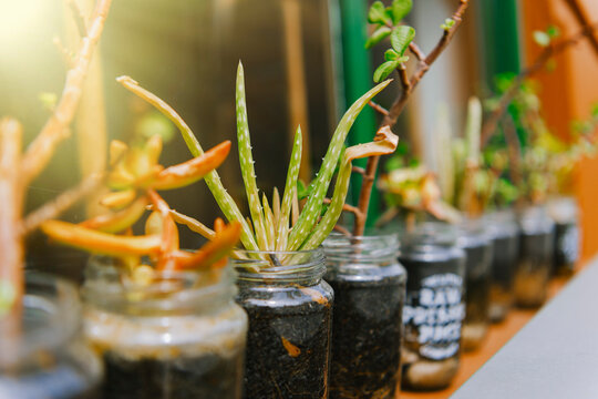 Row of succulents in jars