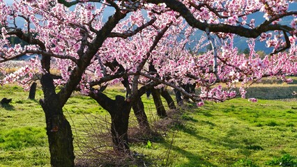 Plum garden in Japan.