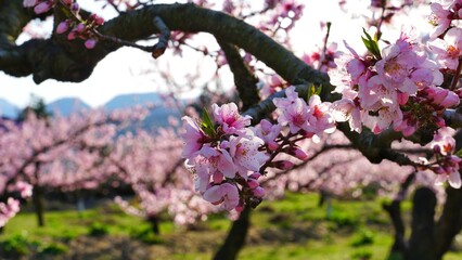 Full bloom plum flower in the garden. 