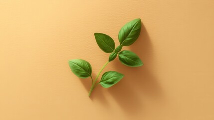 Single Fresh Basil Sprig on Soft Green Background with Shadow