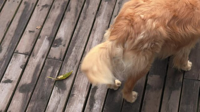 Back view of a golden retriever standing on a wooden deck wagging its fluffy tail