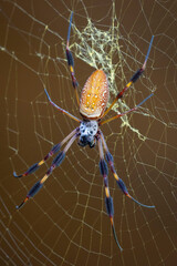 Wild giant golden orb weaver spider in Congaree National Park in South Carolina.