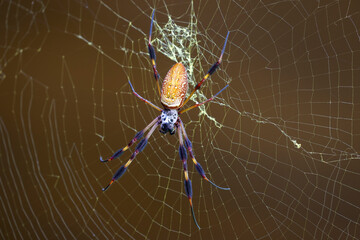 Wild giant golden orb weaver spider in Congaree National Park in South Carolina.