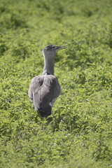 grey heron in the grass