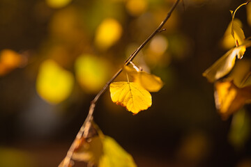 Close up of yellow leaves on a branch in soft sunlight