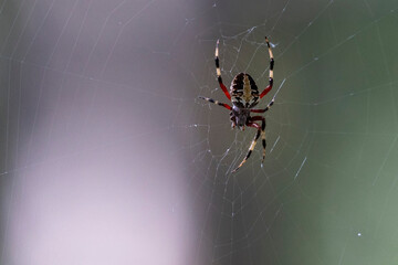 A wild spotted orbweaver tending its web in Congaree National Park in South Carolina.