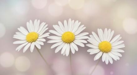 Obraz premium Three delicate daisies in soft focus, pastel background