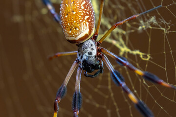 Wild giant golden orb weaver spider in Congaree National Park in South Carolina.