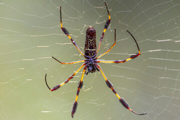 Wild giant golden orb weaver spider in Congaree National Park in South Carolina.
