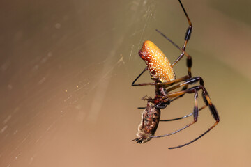 Wild giant golden orb weaver spider in Congaree National Park in South Carolina.
