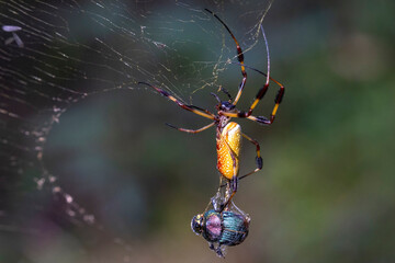 Wild giant golden orb weaver spider in Congaree National Park in South Carolina.