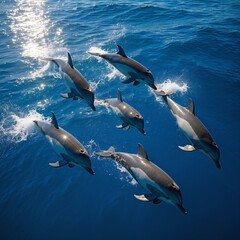 Fototapeta premium fish in the sea