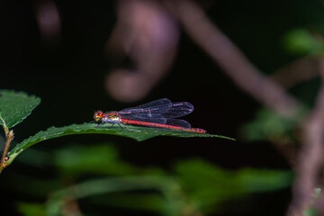 Large red damselfly is standing on a green leaf