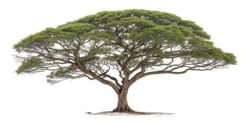 tree isolated on white background, AI Generative