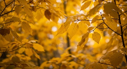 Fototapeta premium Golden leaves on branches, blurred background, autumnal scene