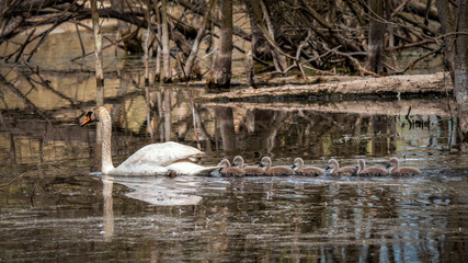 Schwan mit Nachwuchs
