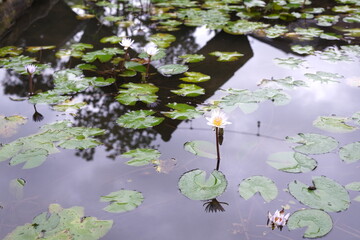 Serene Lily Pond Reflection