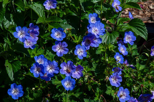 Sydney Australia, blue flowers of a Geranium &lsquo;Rosanne' shrub in garden