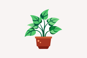 Chinese indoor plant