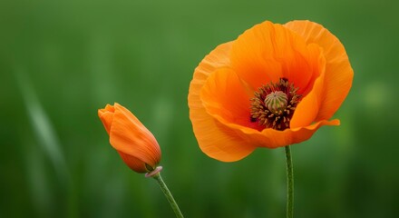 Fototapeta premium Vibrant orange poppy in full bloom, beside a smaller bud, against a blurred green background