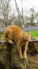 Yawning ginger cat stretching on a tree trunk in a natural park