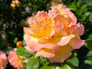 Gorgeous Rose pink yellow elegant flower 
