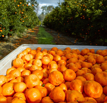 mandarins in bin with trees in background