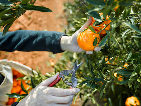 Picking mandarins with pruner