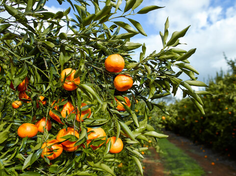 Mandarins on a tree in an orchard