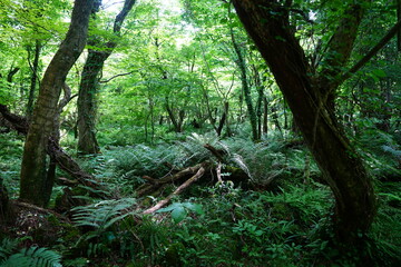 dense spring forest in the gleaming sunlight