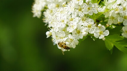 Bee collecting nectar on white blossoms in nature